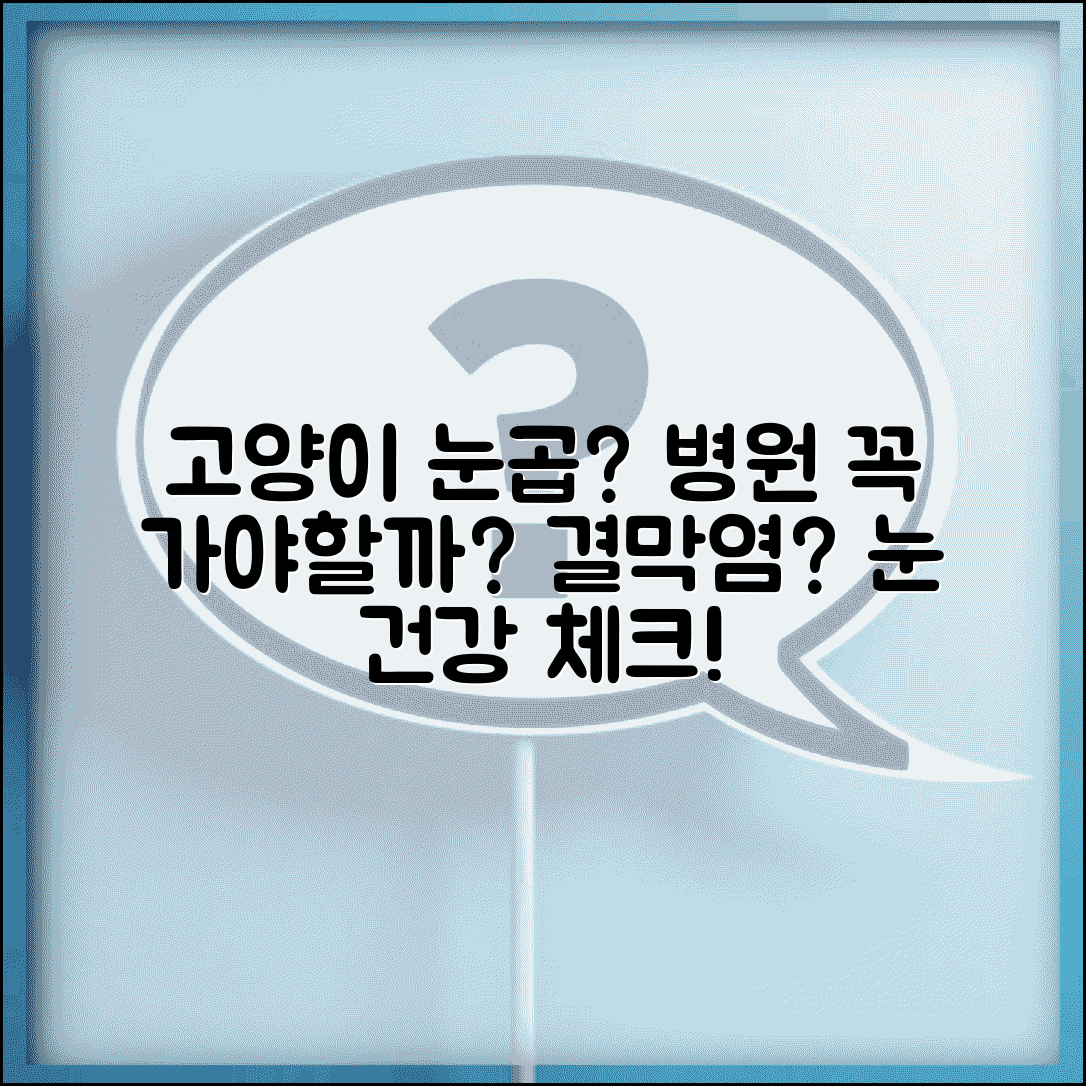 고양이 눈곱 자주 끼는데 병원 가야 하나요 | 고양이 눈곱 | 결막염 | 눈 건강